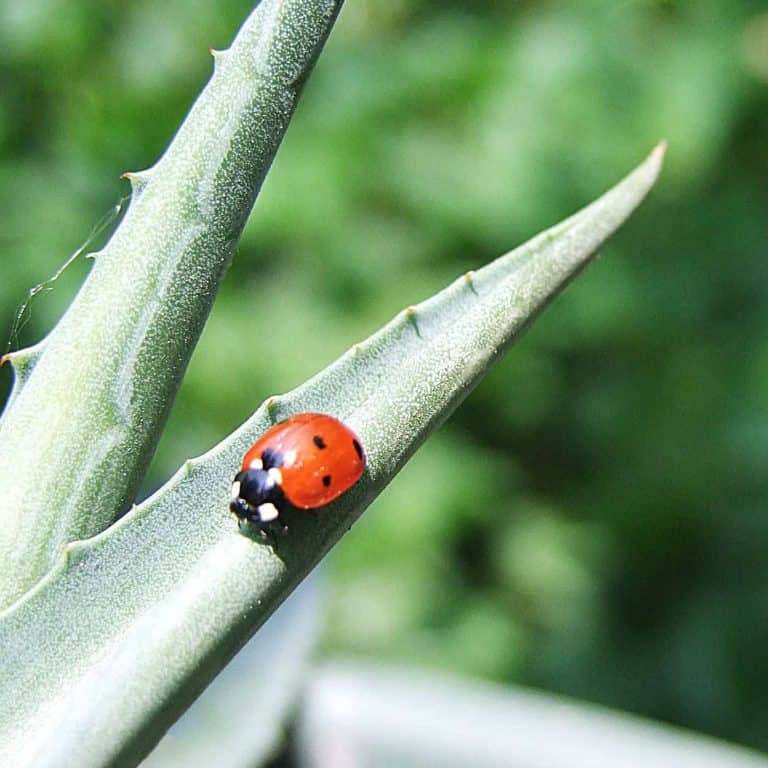 Coccinelle mexicaine